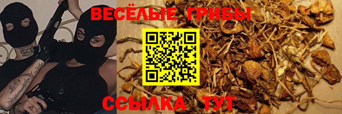 Галлюциногенные грибы Psilocybine cubensis Донской
